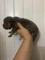 Loki , a male American Bully for sale in Shawnee, OK – Photo 5 of 7