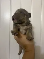 Loki , a male American Bully for sale in Shawnee, OK – Photo 3 of 7