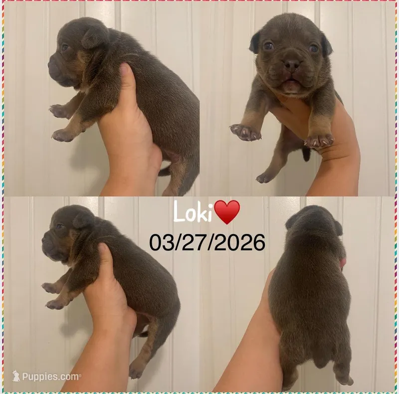 Loki  – American Bully puppy for sale in Shawnee, OK