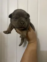 Loki , a male American Bully for sale in Shawnee, OK – Photo 4 of 7