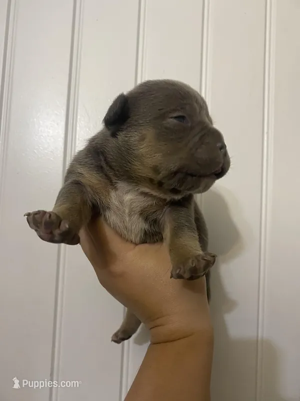 Loki  – American Bully puppy for sale in Shawnee, OK