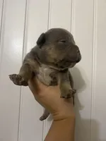 Loki , a male American Bully for sale in Shawnee, OK – Photo 1 of 7