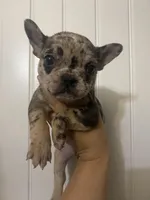 Dolly , a female French Bulldog for sale in Shawnee, OK – Photo 2 of 3