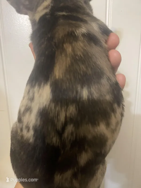 Dolly  – French Bulldog puppy for sale in Shawnee, OK