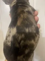 Dolly , a female French Bulldog for sale in Shawnee, OK – Photo 1 of 3