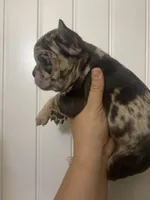 Dolly , a female French Bulldog for sale in Shawnee, OK – Photo 3 of 3