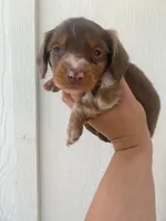 Chip, a male Miniature Dachshund for sale in Shawnee, OK – 3 of 5