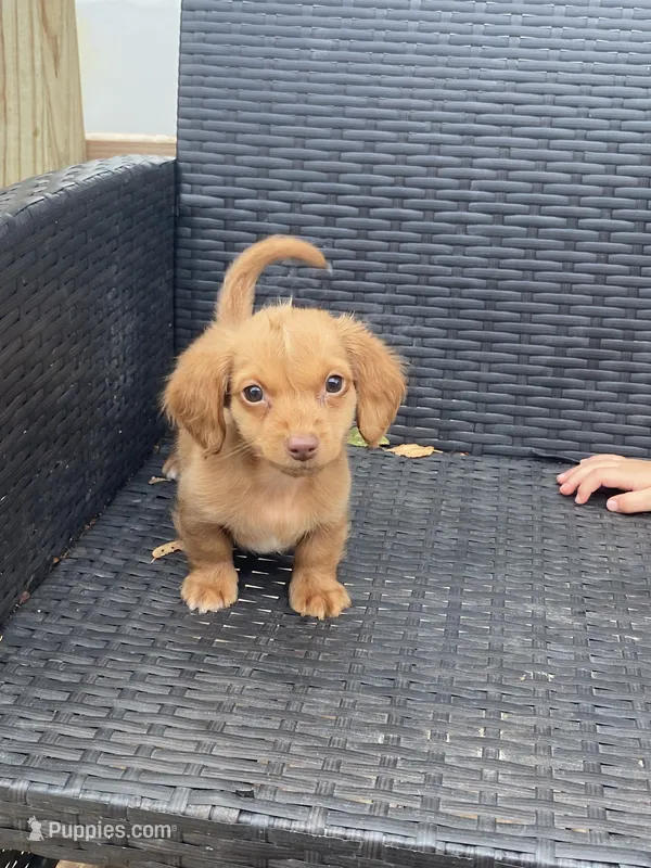 Sonny  – Miniature Dachshund puppy for sale in Shawnee, OK