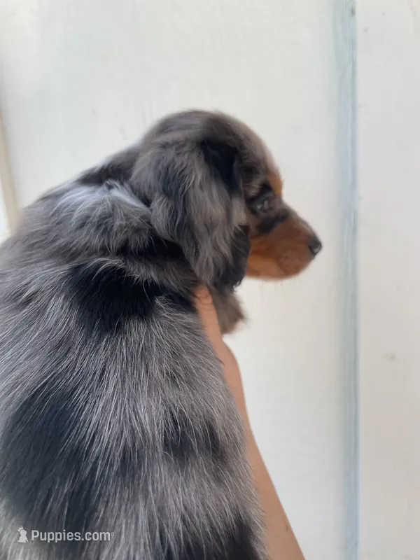 Bentley  – Miniature Dachshund puppy for sale in Shawnee, OK