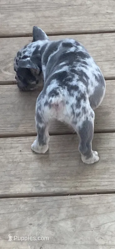 Maverick  – French Bulldog puppy for sale in Shawnee, OK