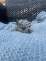 Maverick , a  French Bulldog for sale in Shawnee, OK – 2 of 2