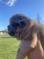 Meatball , a male French Bulldog for sale in Shawnee, OK – 1 of 5