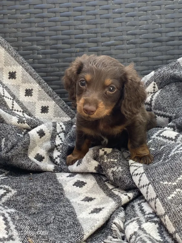Dutch  – Miniature Dachshund puppy for sale in Shawnee, OK