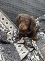 Dutch , a male Miniature Dachshund for sale in Shawnee, OK – 1 of 3