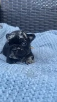 Chula, a female French Bulldog for sale in Shawnee, OK – 2 of 7