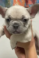 Kash , a male French Bulldog for sale in Shawnee, OK – 1 of 1