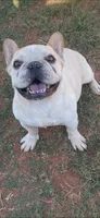 Dude , a male French Bulldog for sale in Shawnee, OK – 1 of 1
