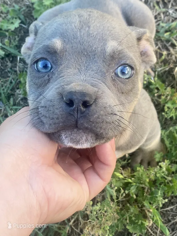 Loki  – American Bully puppy for sale in Shawnee, OK