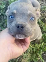 Loki , a male American Bully for sale in Shawnee, OK – 1 of 3
