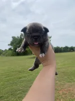 Kobe, a male French Bulldog for sale in Shawnee, OK – 3 of 3
