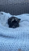 Chula, a female French Bulldog for sale in Shawnee, OK – 5 of 7