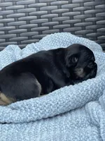 Lucky 🍀 , a female French Bulldog for sale in Shawnee, OK – 5 of 5