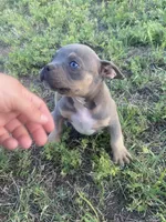 Loki , a male American Bully for sale in Shawnee, OK – 3 of 3