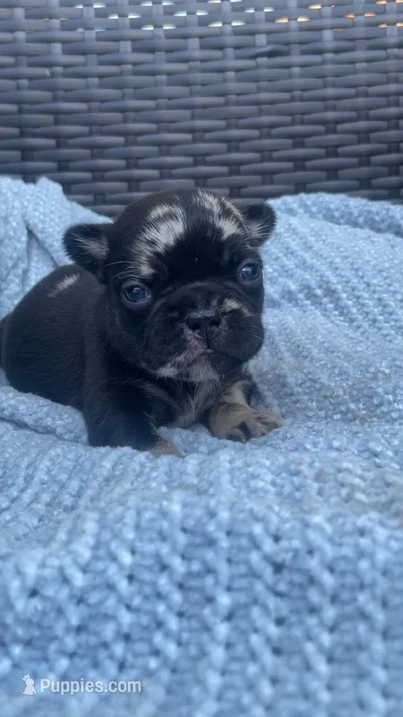 Chula – French Bulldog puppy for sale in Shawnee, OK