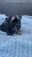 Chula, a female French Bulldog for sale in Shawnee, OK – 1 of 7
