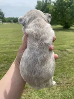 Bleu , a male French Bulldog for sale in Shawnee, OK – 7 of 8