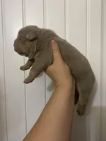 Brutus, a male American Bully for sale in Shawnee, OK – Photo 5 of 7