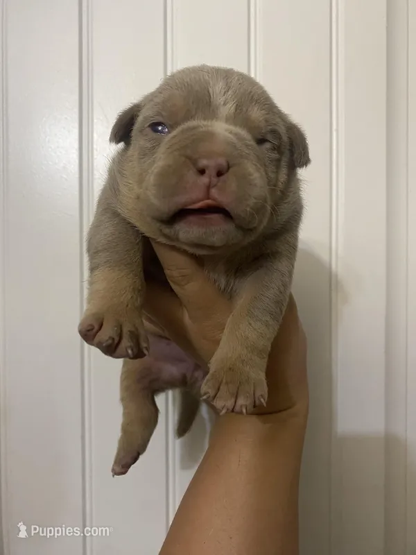 Brutus – American Bully puppy for sale in Shawnee, OK