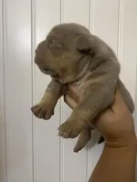 Brutus, a male American Bully for sale in Shawnee, OK – Photo 3 of 7