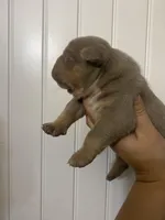 Brutus, a male American Bully for sale in Shawnee, OK – Photo 4 of 7