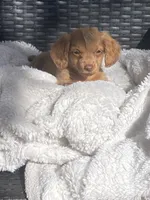 Sonny , a male Miniature Dachshund for sale in Shawnee, OK – 4 of 4