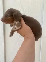 Chip, a male Miniature Dachshund for sale in Shawnee, OK – 4 of 5