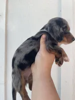 Bentley , a male Miniature Dachshund for sale in Shawnee, OK – 4 of 4
