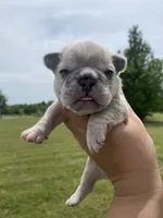 Bleu , a male French Bulldog for sale in Shawnee, OK – 2 of 8