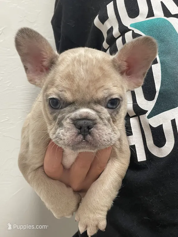 Bleu  – French Bulldog puppy for sale in Shawnee, OK