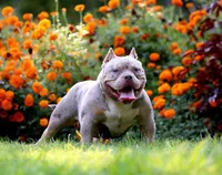 Nova , a female American Bully for sale in Shawnee, OK – 4 of 5
