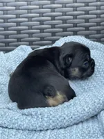 Lucky 🍀 , a female French Bulldog for sale in Shawnee, OK – 2 of 5