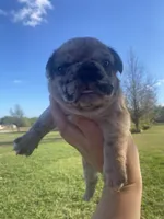 Meatball , a male French Bulldog for sale in Shawnee, OK – 4 of 5
