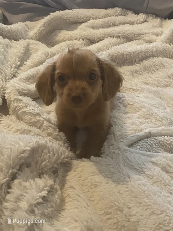 Sonny  – Miniature Dachshund puppy for sale in Shawnee, OK