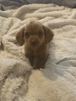 Sonny , a male Miniature Dachshund for sale in Shawnee, OK – 1 of 4