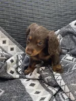 Dutch , a male Miniature Dachshund for sale in Shawnee, OK – 3 of 3