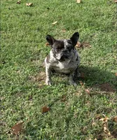 Chula, a female French Bulldog for sale in Shawnee, OK – 7 of 7