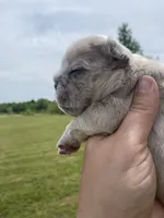 Bleu , a male French Bulldog for sale in Shawnee, OK – 5 of 8