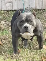 Nova , a female American Bully for sale in Shawnee, OK – 5 of 5