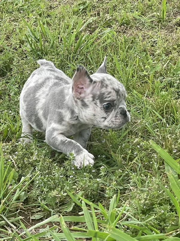 Gipsy  – French Bulldog puppy for sale in Shawnee, OK