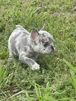 Gipsy , a female French Bulldog for sale in Shawnee, OK – 1 of 2
